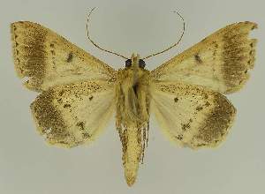  (Plecoptera quaesita PS1 - BC EF Lep 02630)  @14 [ ] Copyright (2010) Egbert Friedrich Research Collection of Egbert Friedrich