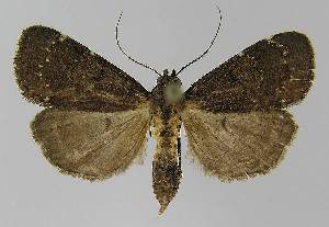  ( - BC EF Alc 01153)  @13 [ ] Copyright (2010) Egbert Friedrich Research Collection of Egbert Friedrich