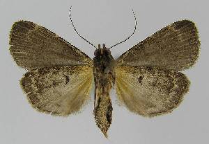  ( - BC EF Alc 01153)  @13 [ ] Copyright (2010) Egbert Friedrich Research Collection of Egbert Friedrich