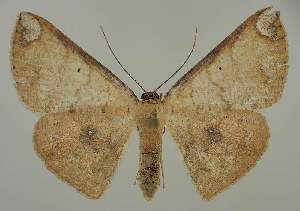  (Casbia albinotataEF02 - BC EF Lep 02035)  @14 [ ] Copyright (2010) Egbert Friedrich Research Collection of Egbert Friedrich