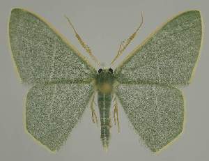  (Thalassodes dorsilinea - BC EF Lep 02251)  @14 [ ] Copyright (2010) Egbert Friedrich Research Collection of Egbert Friedrich