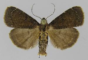  ( - BC EF Lep 00006)  @13 [ ] Copyright (2010) Egbert Friedrich Research Collection of Egbert Friedrich