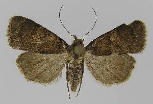  ( - BC EF Lep 00009)  @13 [ ] Copyright (2010) Egbert Friedrich Research Collection of Egbert Friedrich