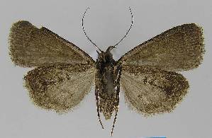  ( - BC EF Lep 00009)  @13 [ ] Copyright (2010) Egbert Friedrich Research Collection of Egbert Friedrich