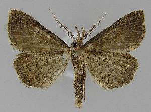  (Polypogon lenis - BC EF Lep 00022)  @14 [ ] Copyright (2010) Egbert Friedrich Research Collection of Egbert Friedrich