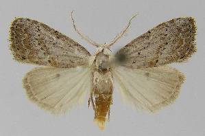  (Manoba brunellus - BC EF Lep 00216)  @14 [ ] Copyright (2010) Egbert Friedrich Research Collection of Egbert Friedrich