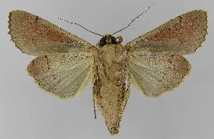  ( - BC EF Lep 00345)  @13 [ ] Copyright (2010) Egbert Friedrich Research Collection of Egbert Friedrich