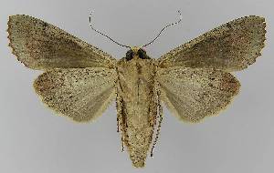  ( - BC EF Lep 00346)  @13 [ ] Copyright (2010) Egbert Friedrich Research Collection of Egbert Friedrich