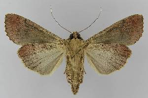  ( - BC EF Lep 00347)  @13 [ ] Copyright (2010) Egbert Friedrich Research Collection of Egbert Friedrich