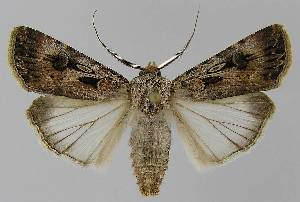  ( - BC EF Lep 00348)  @14 [ ] Copyright (2010) Egbert Friedrich Research Collection of Egbert Friedrich