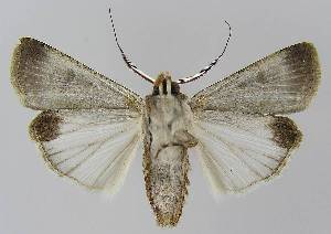  ( - BC EF Lep 00348)  @14 [ ] Copyright (2010) Egbert Friedrich Research Collection of Egbert Friedrich