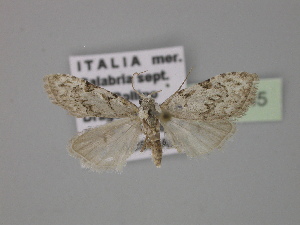  ( - BC ZSM Lep 30445)  @13 [ ] CreativeCommons - Attribution Non-Commercial Share-Alike (2010) Axel Hausmann SNSB, Zoologische Staatssammlung Muenchen