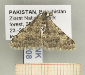  ( - BC SMNK Lep 00208)  @12 [ ] Copyright (2010) Hossein Rajaei Staatliches Museum fuer Naturkunde Karlsruhe