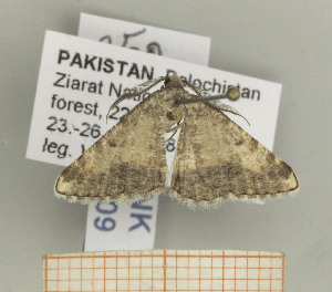  ( - BC SMNK Lep 00209)  @12 [ ] Copyright (2010) Hossein Rajaei Staatliches Museum fuer Naturkunde Karlsruhe