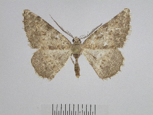  ( - BC SMNK Lep 00216)  @13 [ ] Copyright (2010) Hossein Rajaei Staatliches Museum fuer Naturkunde Karlsruhe