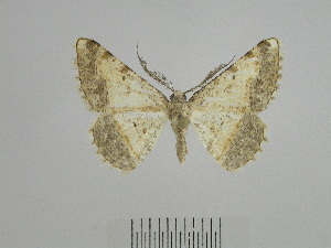  ( - BC SMNK Lep 00228)  @13 [ ] Copyright (2010) Hossein Rajaei Staatliches Museum fuer Naturkunde Karlsruhe