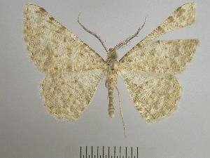  ( - BC SMNK Lep 00290)  @13 [ ] Copyright (2010) Hossein Rajaei Staatliches Museum fuer Naturkunde Karlsruhe