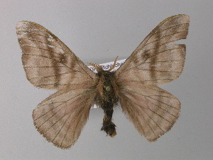  (Hylesia rosepichinchensis - BC ZSM Lep 32484)  @14 [ ] CreativeCommons - Attribution Non-Commercial Share-Alike (2010) Axel Hausmann SNSB, Zoologische Staatssammlung Muenchen