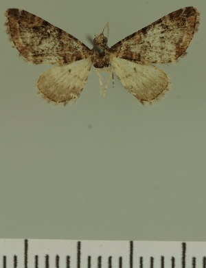  (Eupithecia JLC00381Zw - JLC ZW Lep 00381)  @11 [ ] Copyright (2010) Juergen Lenz Research Collection of Juergen Lenz