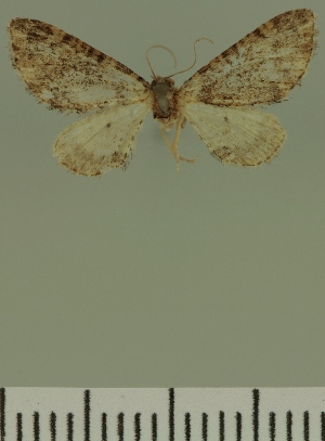  (Eupithecia JLC00383Zw - JLC ZW Lep 00383)  @11 [ ] Copyright (2010) Juergen Lenz Research Collection of Juergen Lenz