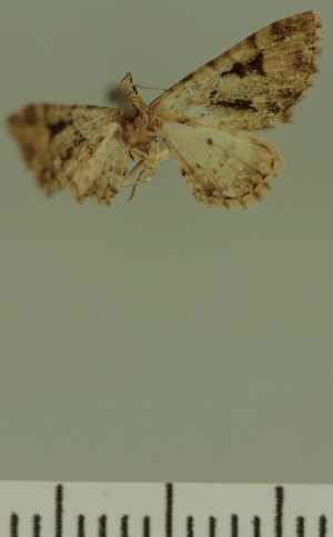  (Eupithecia rubristigma - JLC ZW Lep 00384)  @11 [ ] Copyright (2010) Juergen Lenz Research Collection of Juergen Lenz