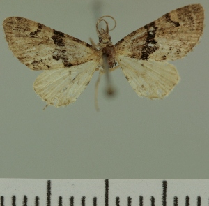  (Eupithecia JLC00387Zw - JLC ZW Lep 00387)  @11 [ ] Copyright (2010) Juergen Lenz Research Collection of Juergen Lenz