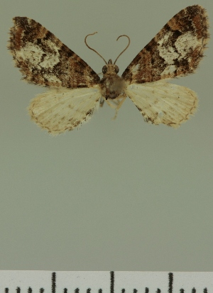  (Eupithecia JLC00388Zw - JLC ZW Lep 00388)  @11 [ ] Copyright (2010) Juergen Lenz Research Collection of Juergen Lenz