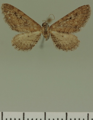 (Eupithecia JLC00397Zw - JLC ZW Lep 00397)  @11 [ ] Copyright (2010) Juergen Lenz Research Collection of Juergen Lenz