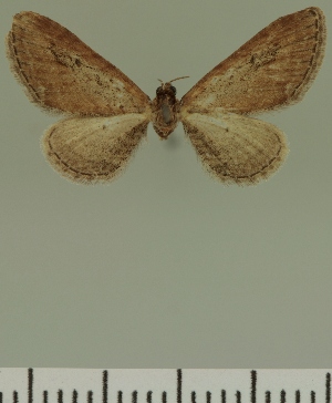  (Eupithecia JLC00400Zw - JLC ZW Lep 00400)  @11 [ ] Copyright (2010) Juergen Lenz Research Collection of Juergen Lenz