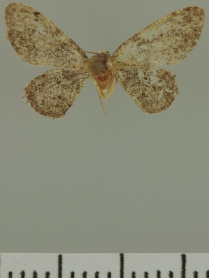  (Eupithecia JLC00401Zw - JLC ZW Lep 00401)  @11 [ ] Copyright (2010) Juergen Lenz Research Collection of Juergen Lenz