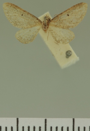  (Eupithecia JLC00409Zw - JLC ZW Lep 00409)  @11 [ ] Copyright (2010) Juergen Lenz Research Collection of Juergen Lenz
