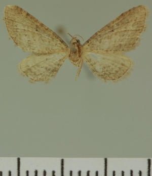  (Eupithecia JLC00410Zw - JLC ZW Lep 00410)  @11 [ ] Copyright (2010) Juergen Lenz Research Collection of Juergen Lenz