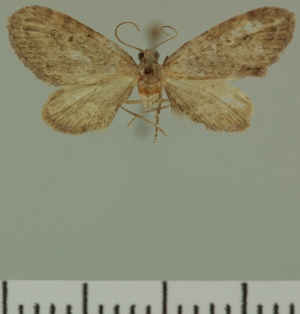  (Eupithecia JLC00411Zw - JLC ZW Lep 00411)  @11 [ ] Copyright (2010) Juergen Lenz Research Collection of Juergen Lenz