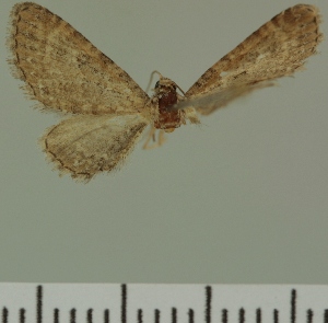  (Eupithecia JLC00413Zw - JLC ZW Lep 00413)  @11 [ ] Copyright (2010) Juergen Lenz Research Collection of Juergen Lenz