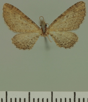  (Eupithecia JLC00414Zw - JLC ZW Lep 00414)  @11 [ ] Copyright (2010) Juergen Lenz Research Collection of Juergen Lenz
