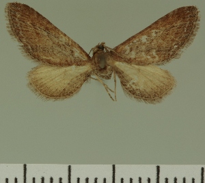  (Eupithecia JLC00419Zw - JLC ZW Lep 00419)  @11 [ ] Copyright (2010) Juergen Lenz Research Collection of Juergen Lenz