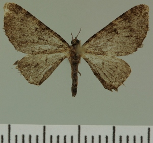  (Eupithecia JLC00420Zw - JLC ZW Lep 00420)  @13 [ ] Copyright (2010) Juergen Lenz Research Collection of Juergen Lenz