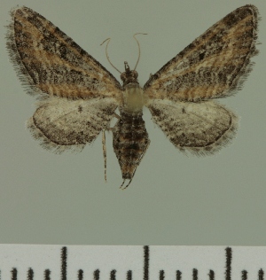  (Eupithecia JLC00423Zw - JLC ZW Lep 00423)  @11 [ ] Copyright (2010) Juergen Lenz Research Collection of Juergen Lenz