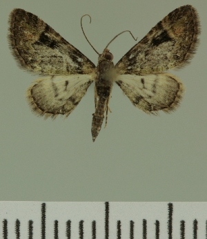  (Eupithecia JLC00426Zw - JLC ZW Lep 00426)  @13 [ ] Copyright (2010) Juergen Lenz Research Collection of Juergen Lenz