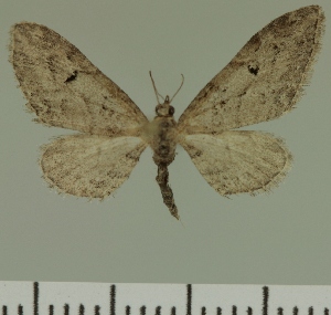  (Eupithecia JLC00428Zw - JLC ZW Lep 00428)  @13 [ ] Copyright (2010) Juergen Lenz Research Collection of Juergen Lenz