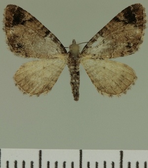  (Eupithecia JLC00431Zw - JLC ZW Lep 00431)  @13 [ ] Copyright (2010) Juergen Lenz Research Collection of Juergen Lenz
