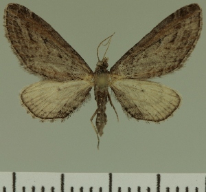  (Eupithecia JLC00432Zw - JLC ZW Lep 00432)  @14 [ ] Copyright (2010) Juergen Lenz Research Collection of Juergen Lenz