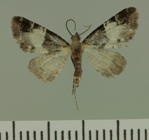  (Eupithecia JLC00434Zw - JLC ZW Lep 00434)  @13 [ ] Copyright (2010) Juergen Lenz Research Collection of Juergen Lenz