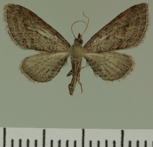  (Eupithecia JLC00436Zw - JLC ZW Lep 00436)  @13 [ ] Copyright (2010) Juergen Lenz Research Collection of Juergen Lenz
