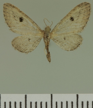  (Eupithecia jeanneli - JLC ZW Lep 00438)  @12 [ ] Copyright (2010) Juergen Lenz Research Collection of Juergen Lenz