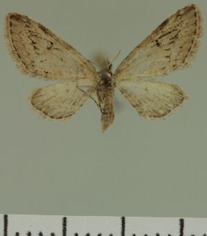  (Eupithecia JLC00439Zw - JLC ZW Lep 00439)  @12 [ ] Copyright (2010) Juergen Lenz Research Collection of Juergen Lenz