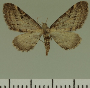  (Eupithecia electreofasciata - JLC ZW Lep 00442)  @13 [ ] Copyright (2010) Juergen Lenz Research Collection of Juergen Lenz