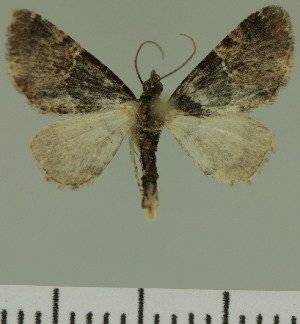  (Eupithecia JLC00445Zw - JLC ZW Lep 00445)  @14 [ ] Copyright (2010) Juergen Lenz Research Collection of Juergen Lenz