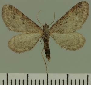  (Eupithecia JLC00447Zw - JLC ZW Lep 00447)  @13 [ ] Copyright (2010) Juergen Lenz Research Collection of Juergen Lenz