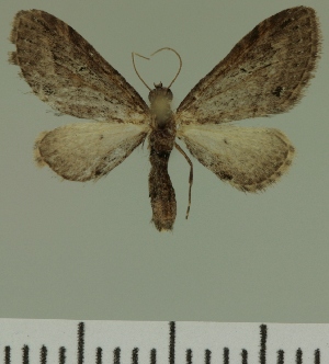  (Eupithecia JLC00448Zw - JLC ZW Lep 00448)  @12 [ ] Copyright (2010) Juergen Lenz Research Collection of Juergen Lenz